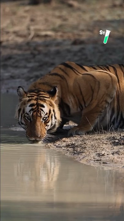 À la recherche du tigre d’Inde  @mathieucourdesses