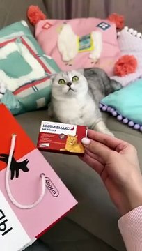 How to trick a cat _cat _cats(360P)