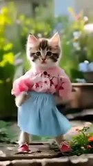 Cat Dancing On beats