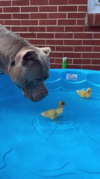 American Bully Dog Sniffs Ducklings