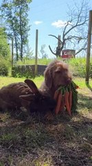 Vizsla Dog Holds Carrots While Rabbit Eats Them