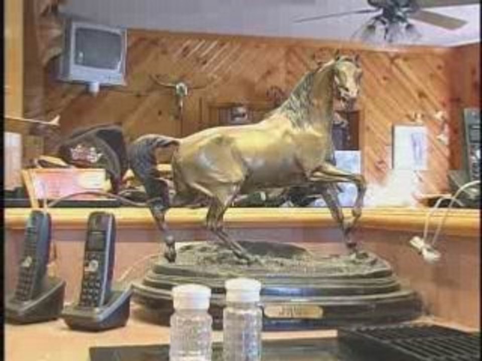 mini  horse