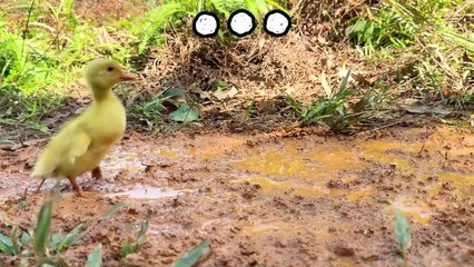 Monkey Baby Bon Bon Takes a Bath with Duckling in the Bathtub and Eats Ice Cream So Yummy