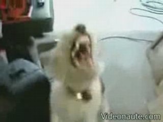 Chien qui chante du metal