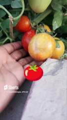 sweet tomato _ best fertilizer for plants #shorts #shortsfeed #fertilizer #tomato #sweet