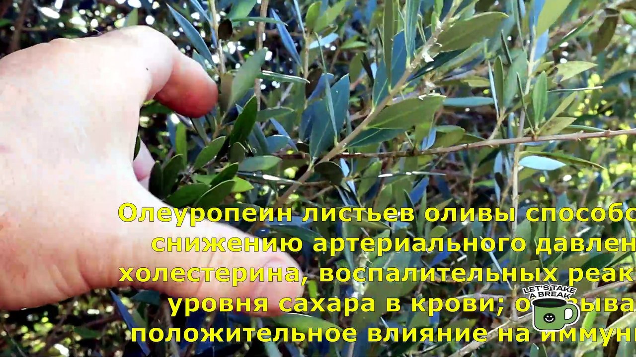 Чай.Ферментация листьев оливы,фигу(инжир).