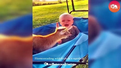 Hilarious Pet Fails That Will Make You LOL 