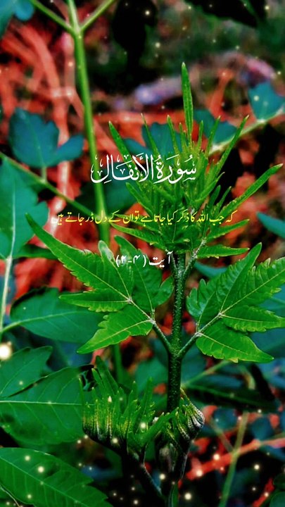 Surah Enfaal Quran Recitation #islmicstatus #trendingshorts