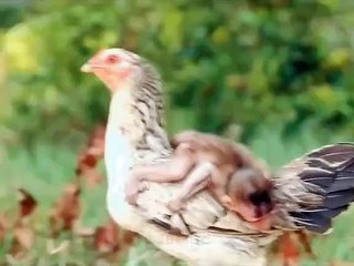 monkey sitting on hen to do fun 