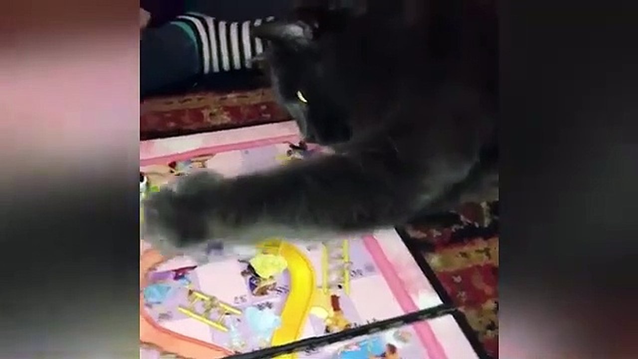 Funny animals video #funny