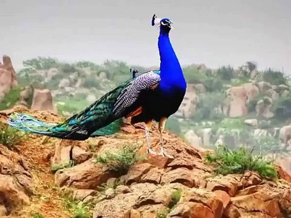 beautiful pecoks