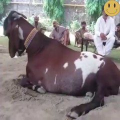 World's 5 biggest goats, you will be surprised to see...