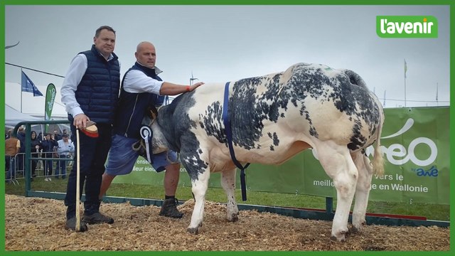 Foire de Libramont,les magnifiques BBB sont sur le ring