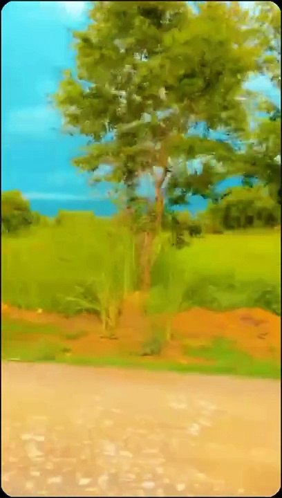 nature