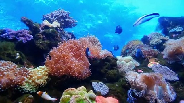 Underwater Symphony: A 4K Exploration of Aquatic Life #fish #fishes
