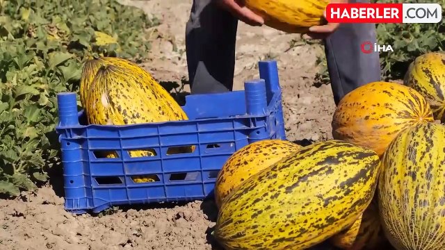 Büyükşehir hem çiftçiyi hem vatandaşı gülümsetti