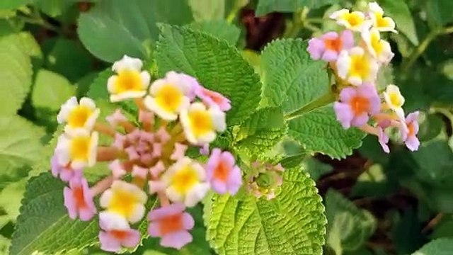 Beautiful city Muzaffarabad amazing view beautiful bridge Azad Jammu Kashmir