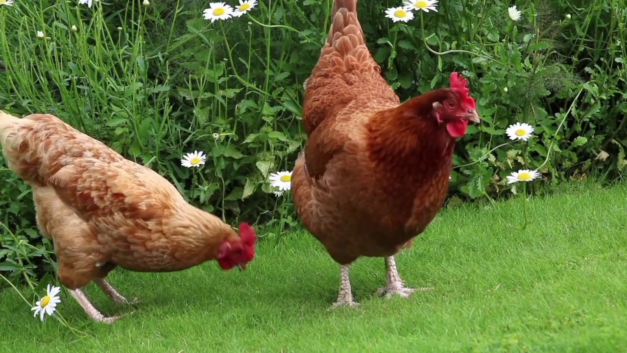 Sweet Roster hen | murgi | beautiful hen | Animal | natur bird | Egg |