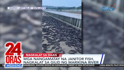Mga nangamatay na janitor fish, nagkalat sa gilid ng Marikina River | 24 Oras Weekend