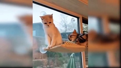 Baby Cat Funny animals Funny comedy videos #2024