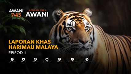 [Laporan Khas] Hari Harimau Sedunia: Suku kaum Jahai benteng terakhir