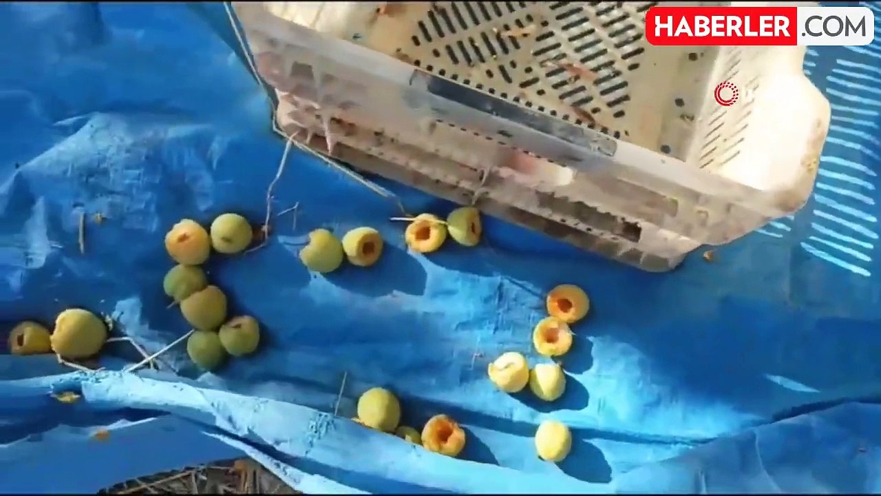 Ağaçlara dadanan ağaçkakanlar, kilolarca kayısının çöp olmasına neden oldu