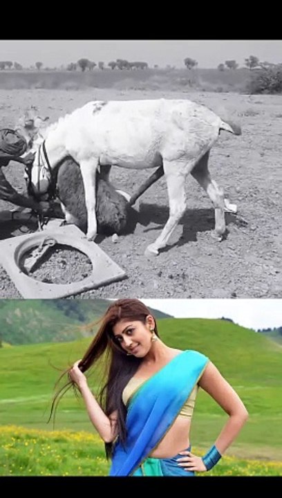 Donkey meeting first time meeting with female