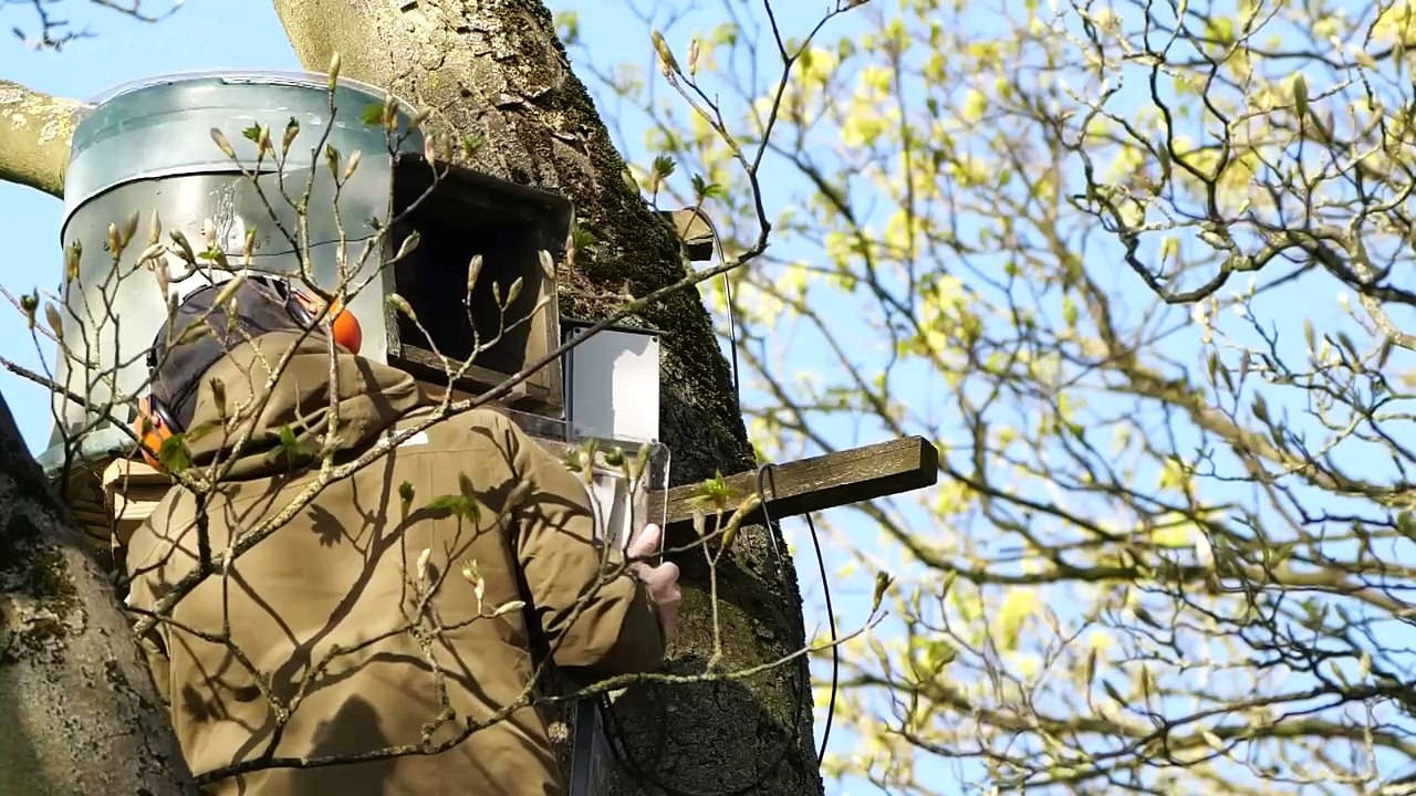 Wild Tawny Owls Adopt 6 Orphaned Owlets  Full Story  Luna & Bomber  Robert E Fuller