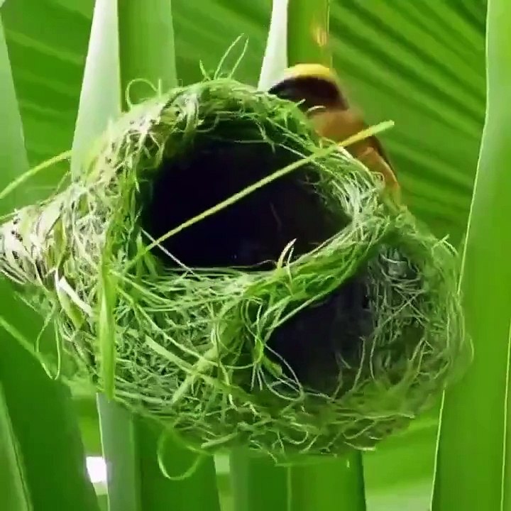 Butyful bird