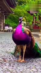 peacock dance|मोर नृत्य(mor nrty)