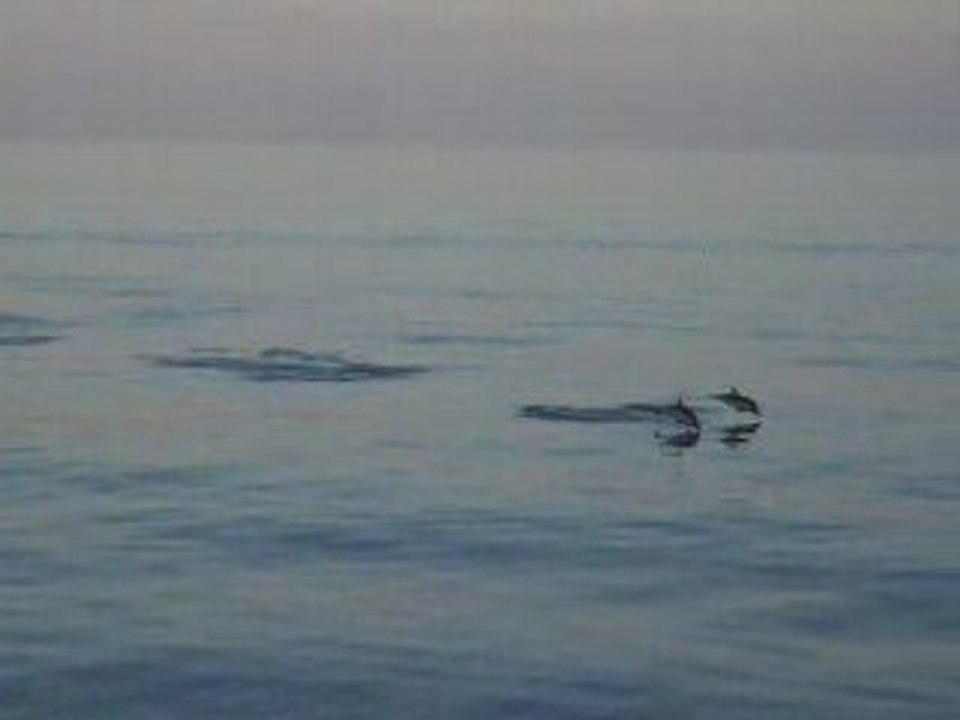 Dauphin
