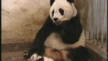 Baby-Panda-Sneeze