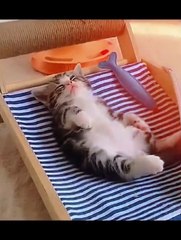 Cat Funny Videos #cat #videos #viral