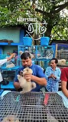 Beautiful bird market.. amazing bird