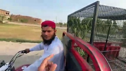 Aj Bht Sary Green Parrots Mini Zoo Main Le Aiy