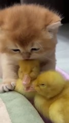 The girl adopted baby hedgehog in her house #shorts