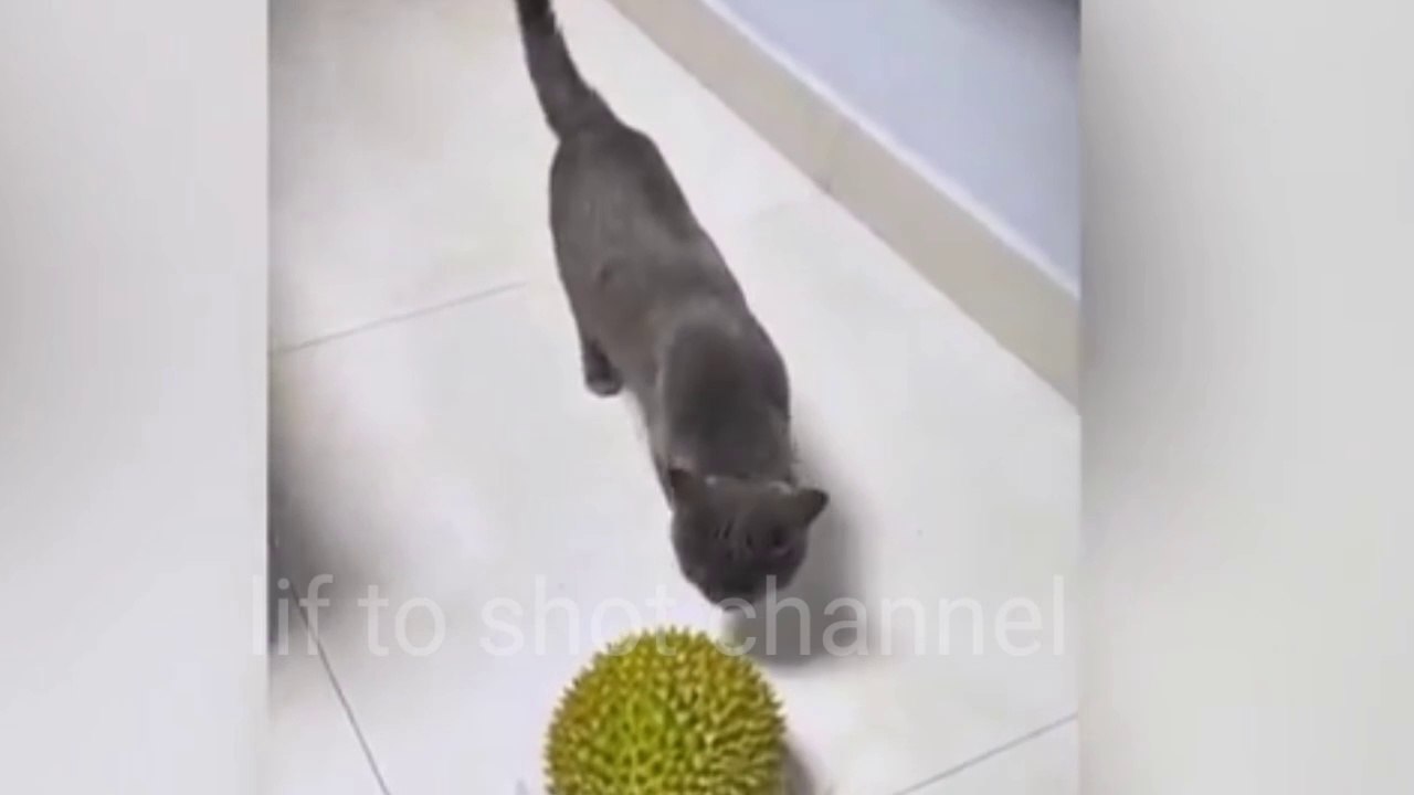 Funy Cats funy videos