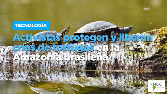 Activistas protegen y liberan crías de tortugas en la Amazonía brasileña