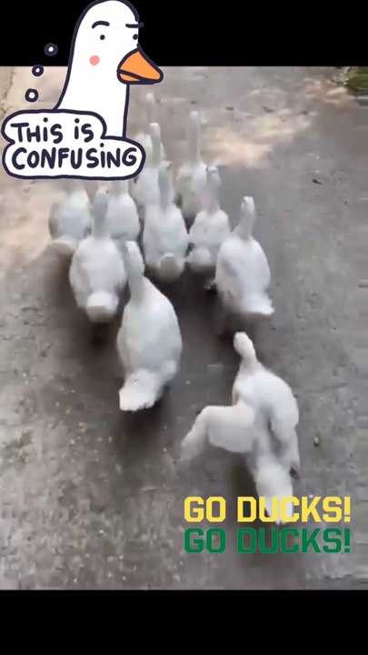 Go ducks