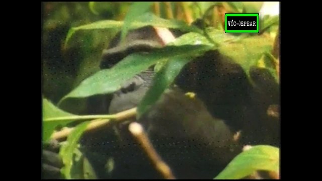 Mono ve, Mono hace - Documental (1995) - Español Latino