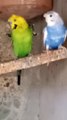Beautiful budgies parrots