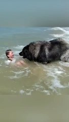 AMAZING Dog Rescues Little Girl From Ocean!