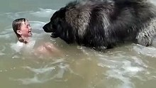 AMAZING Dog Rescues Little Girl From Ocean!
