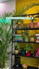 Revitalize Your Space: Enjoy Plant Shopping in Ahmedabad with a Coffee Twist