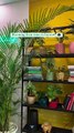 Revitalize Your Space: Enjoy Plant Shopping in Ahmedabad with a Coffee Twist