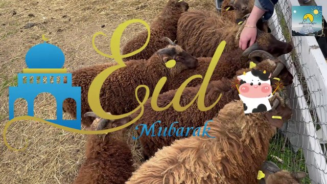 Eid in Norway | Eid-ul-Adha in Norway | Norwegian muslims | Norway Eid #4k #eid