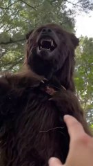 MrBeast - Spot The Fake Animal For $10,000