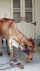 Abubakar - The Kid - Bakra Eid with Bado Badi
