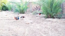 New Peacock Male Ready To Mingle Masti Its Very Beautiful Video ........Peacocks Pigeons Chakor Hens