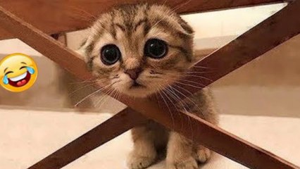Funniest Cats And Dogs   New Cutest Animals video part -13